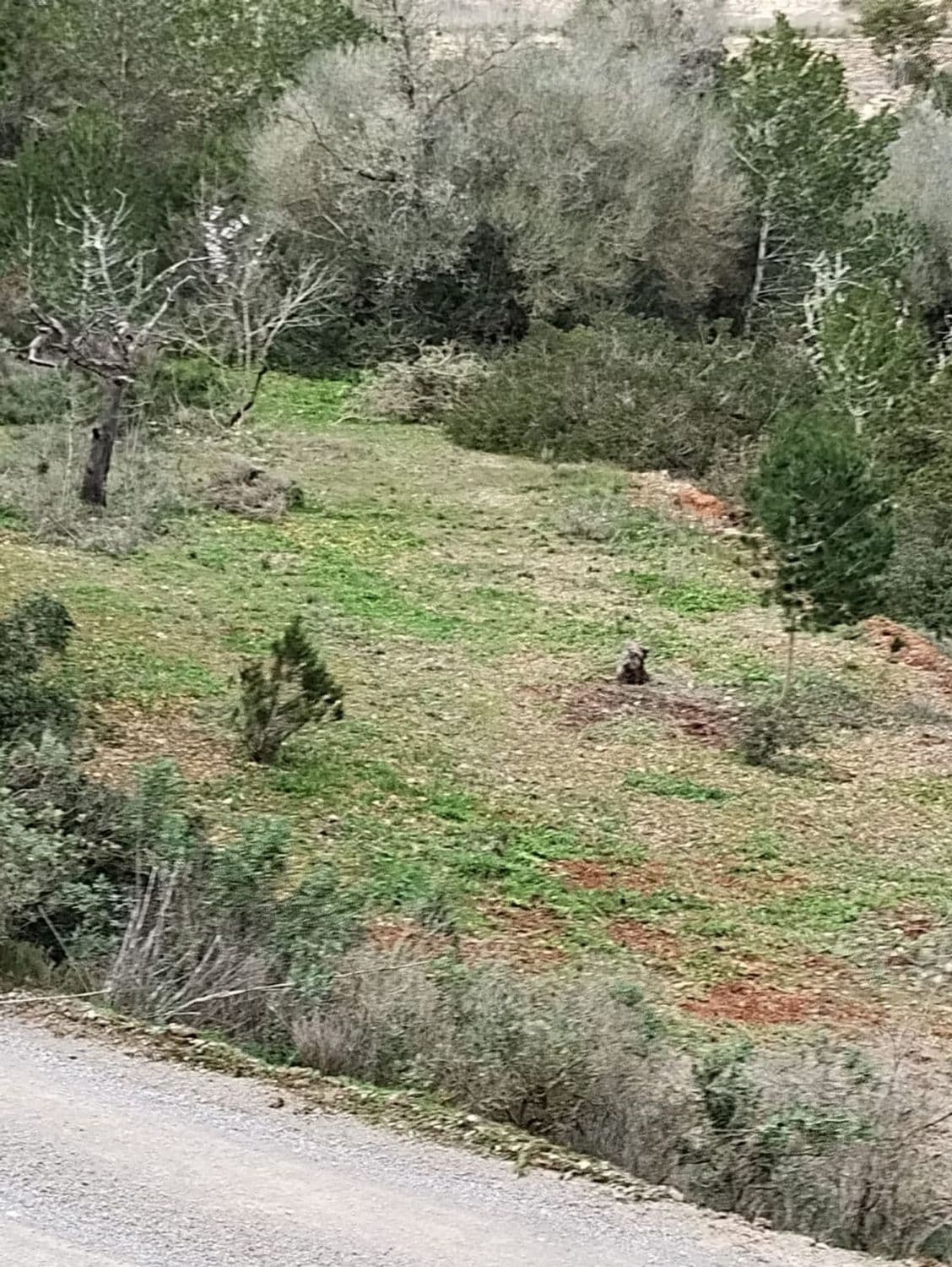 Terreno rural en venta en Sant Josep