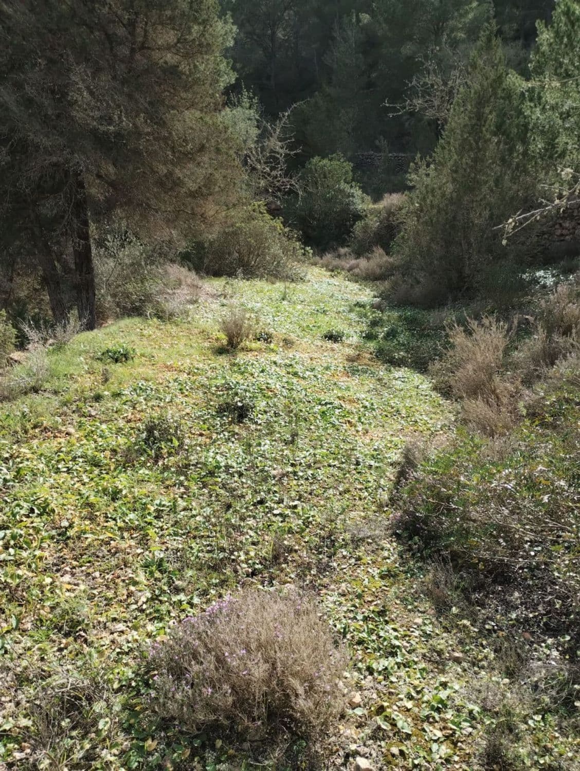 Terreno rural en venta en Sant Josep